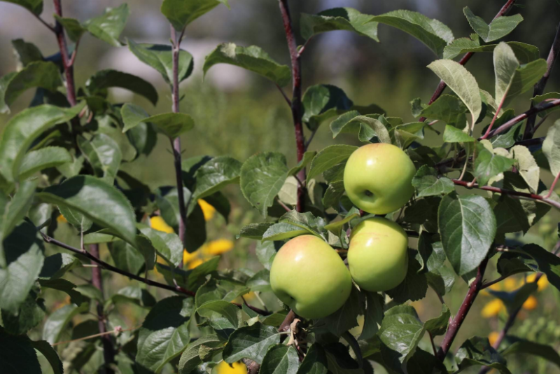 Mongolia Targets to Harvest 30 Thousand Tons of Fruits and Berries by 2030